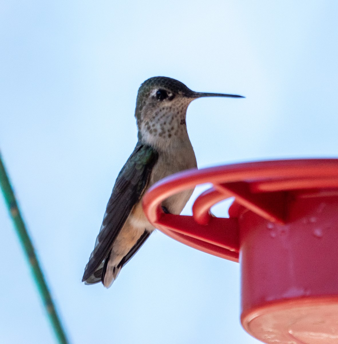 Calliope Hummingbird - ML617106532