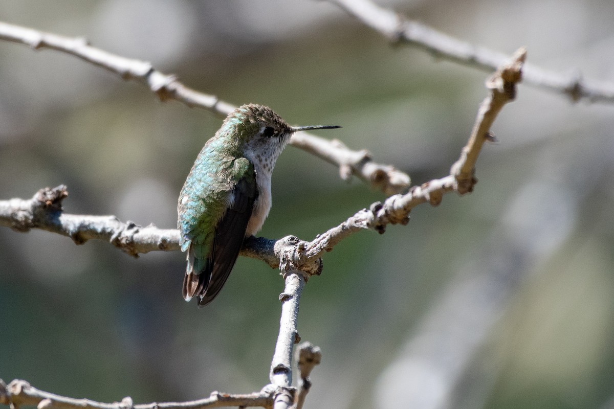 Calliope Hummingbird - ML617106535