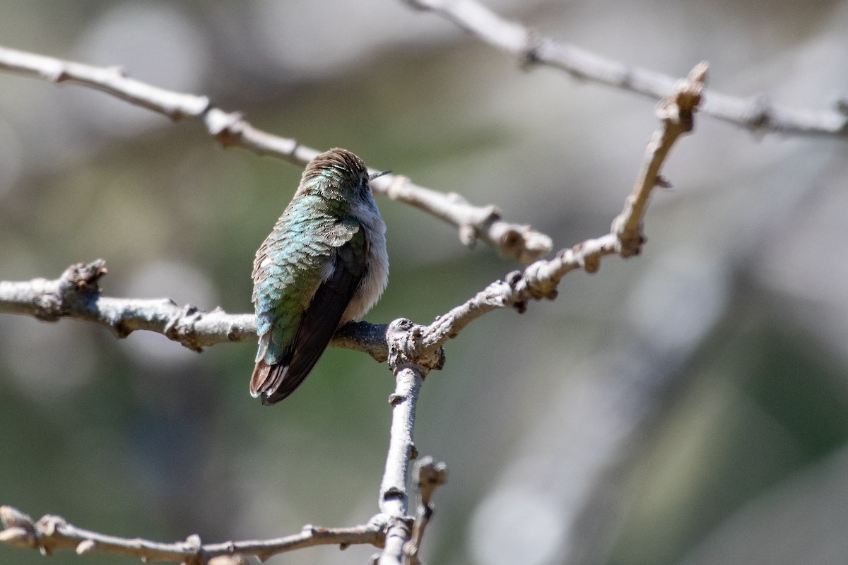 Calliope Hummingbird - ML617106537