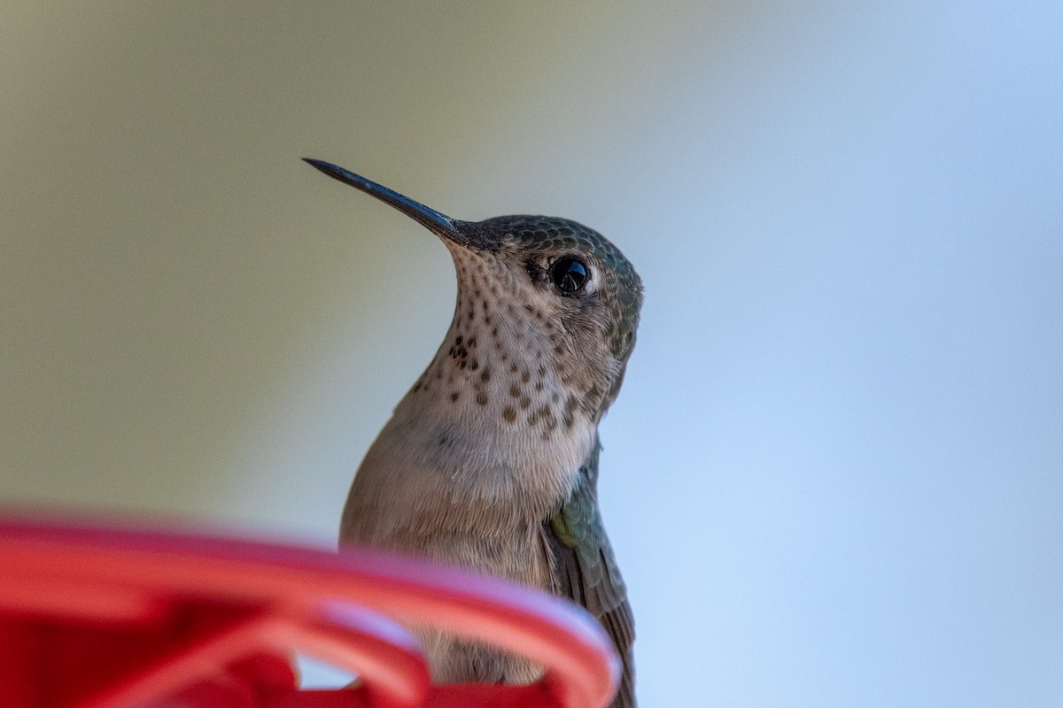 Calliope Hummingbird - ML617106539