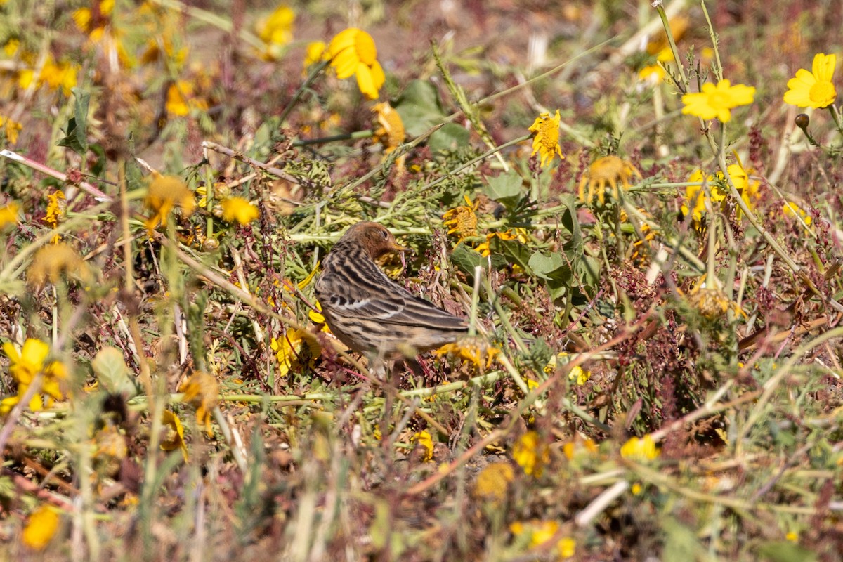 Red-throated Pipit - ML617106642