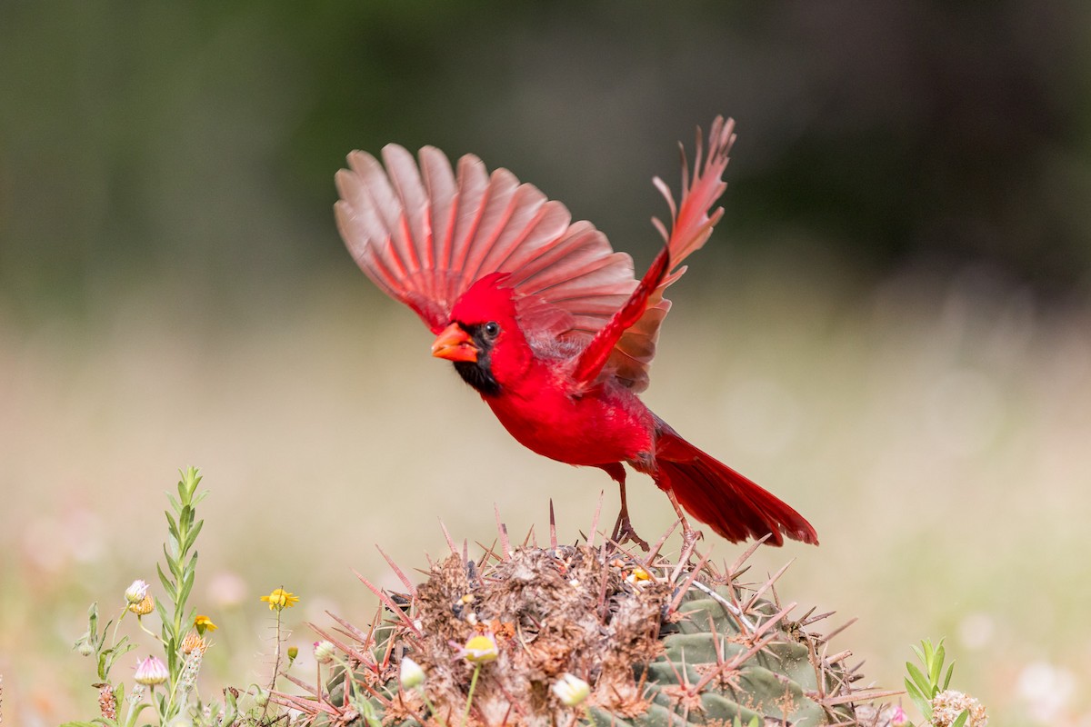 Northern Cardinal - Ron Horn