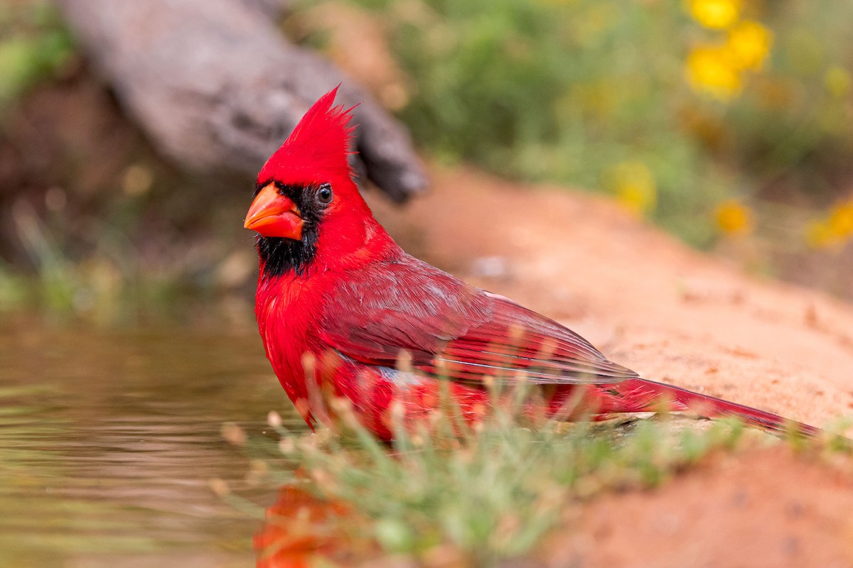 Cardinal rouge - ML617106660