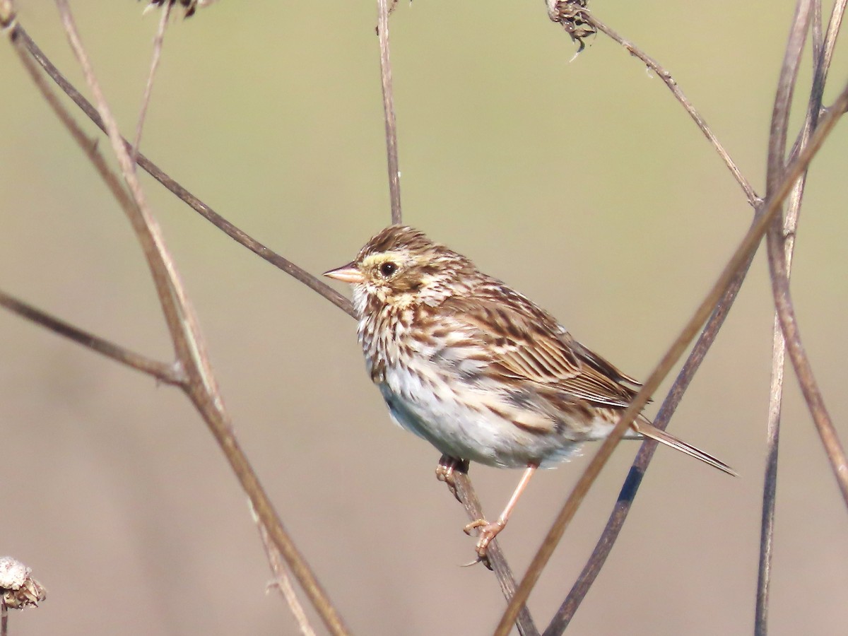 Savannah Sparrow (Savannah) - ML617106921