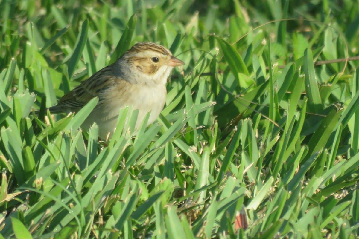 Clay-colored Sparrow - ML617106935