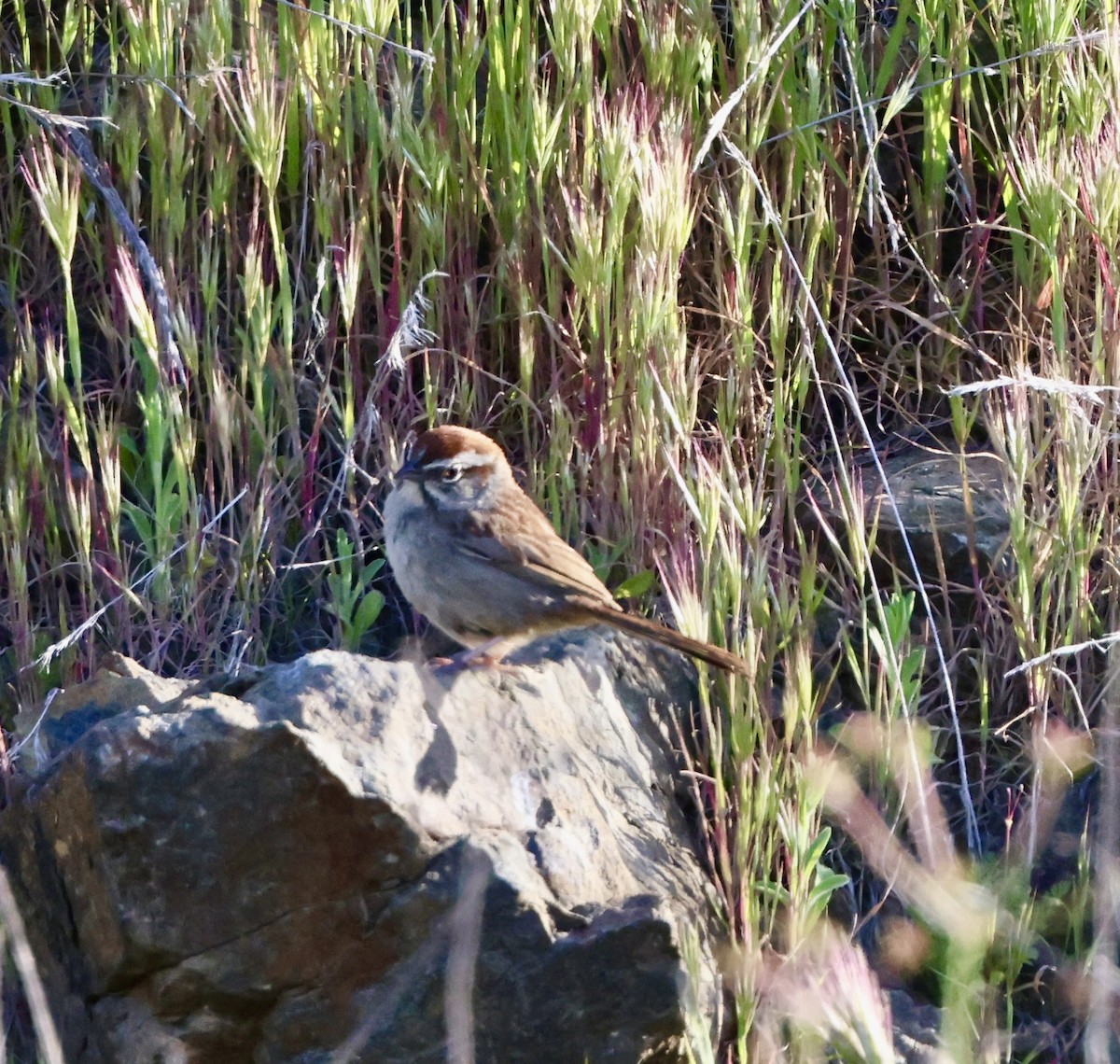 Rufous-crowned Sparrow - Carolyn Thiele