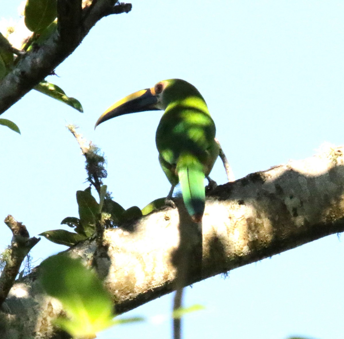 Northern Emerald-Toucanet (Wagler's) - ML617106997