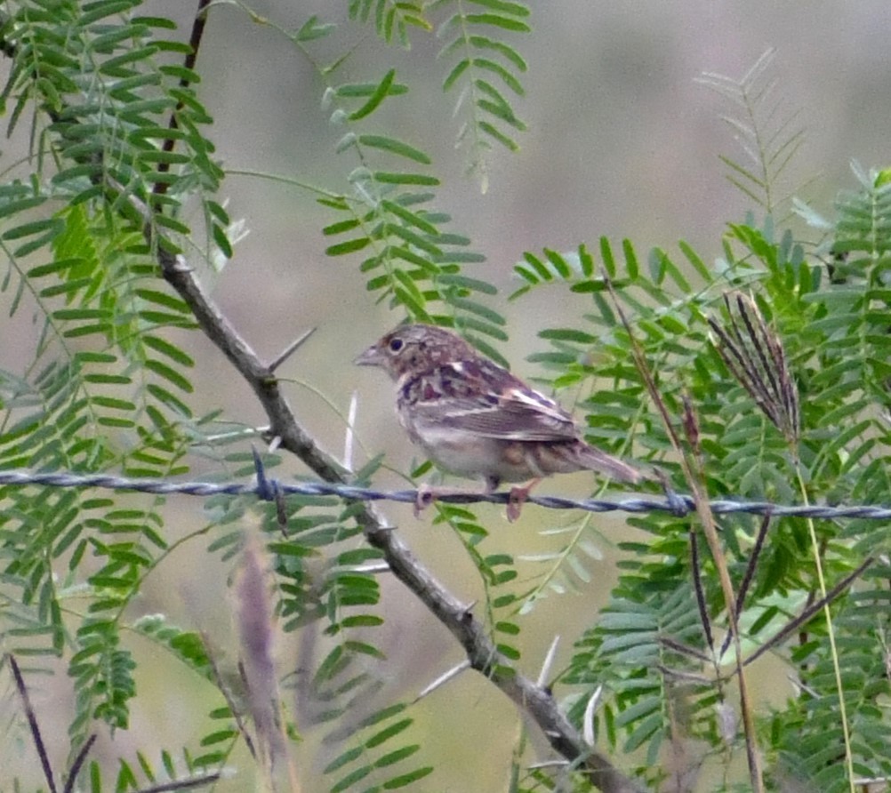 Grasshopper Sparrow - ML617107080