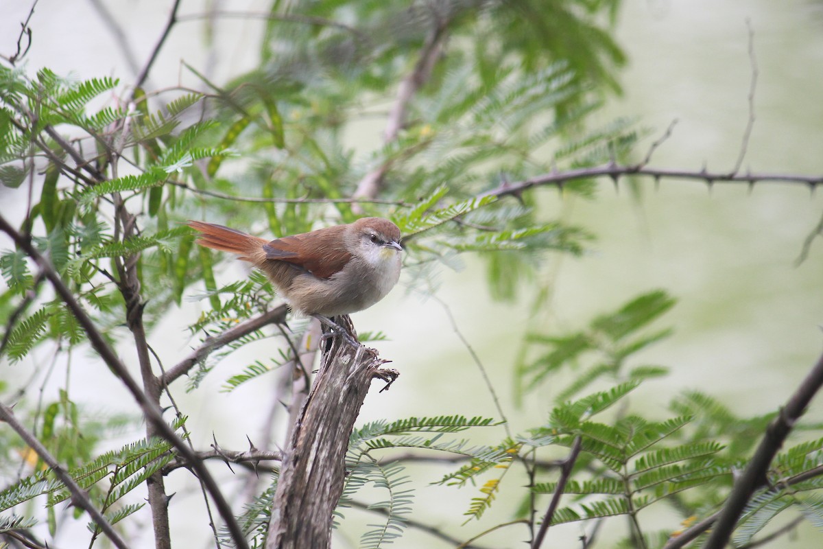 Yellow-chinned Spinetail - ML617107085