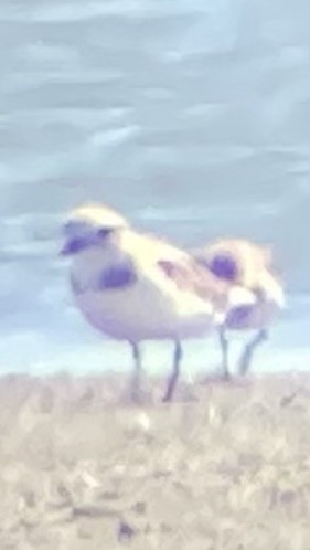 Piping Plover - ML617107086
