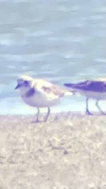 Piping Plover - ML617107087