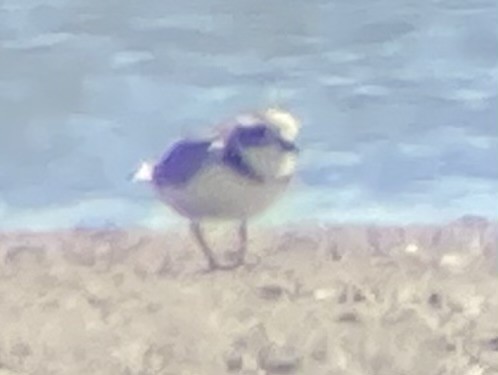 Piping Plover - ML617107089