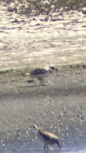 Piping Plover - ML617107092