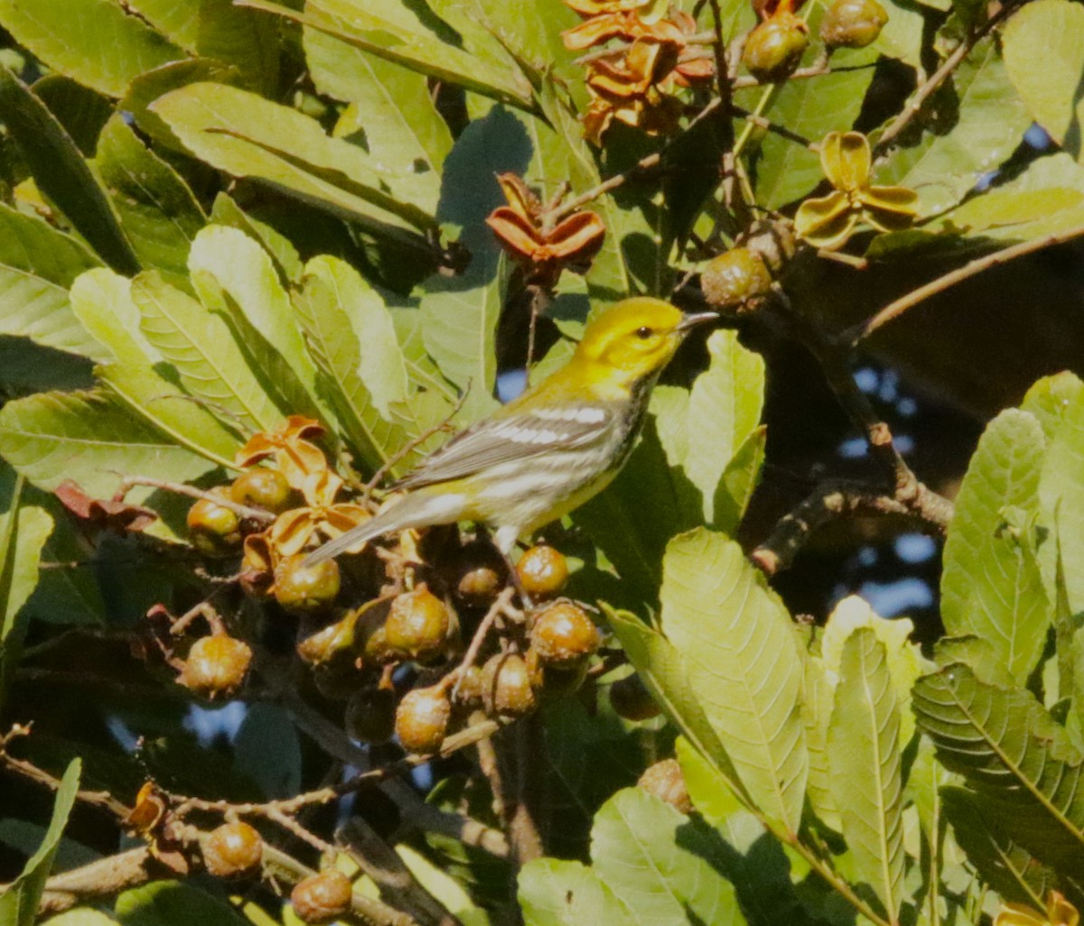 Black-throated Green Warbler - ML617107115