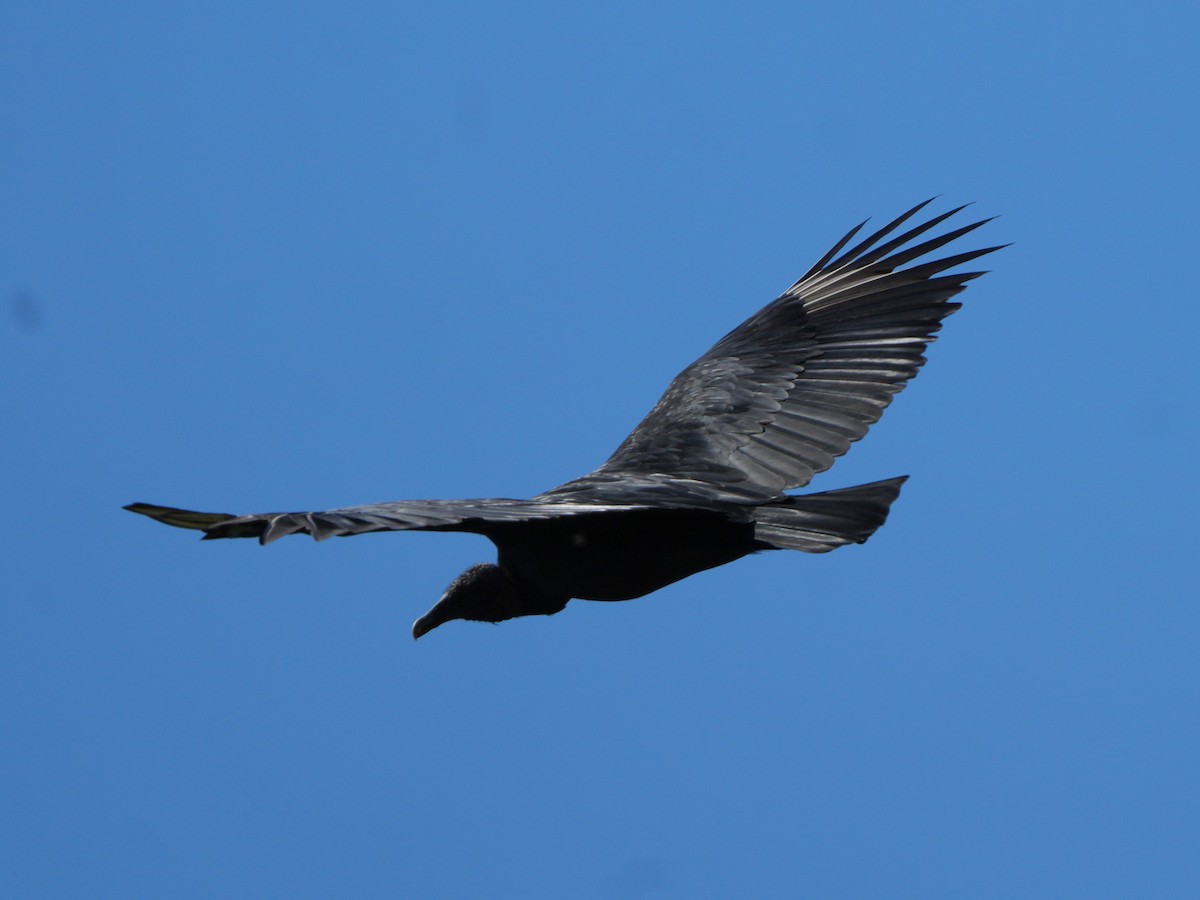 Black Vulture - Carlos Crocce