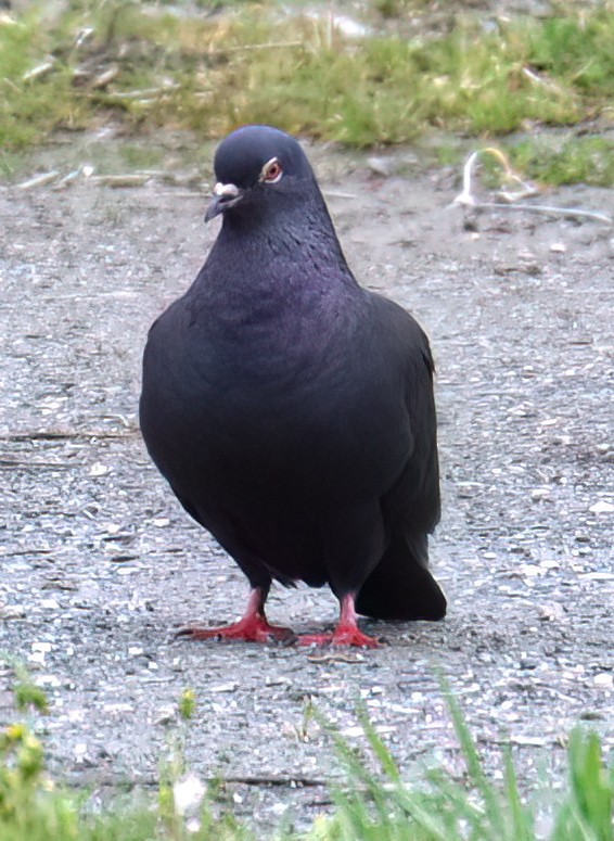 Rock Pigeon (Feral Pigeon) - ML617107245