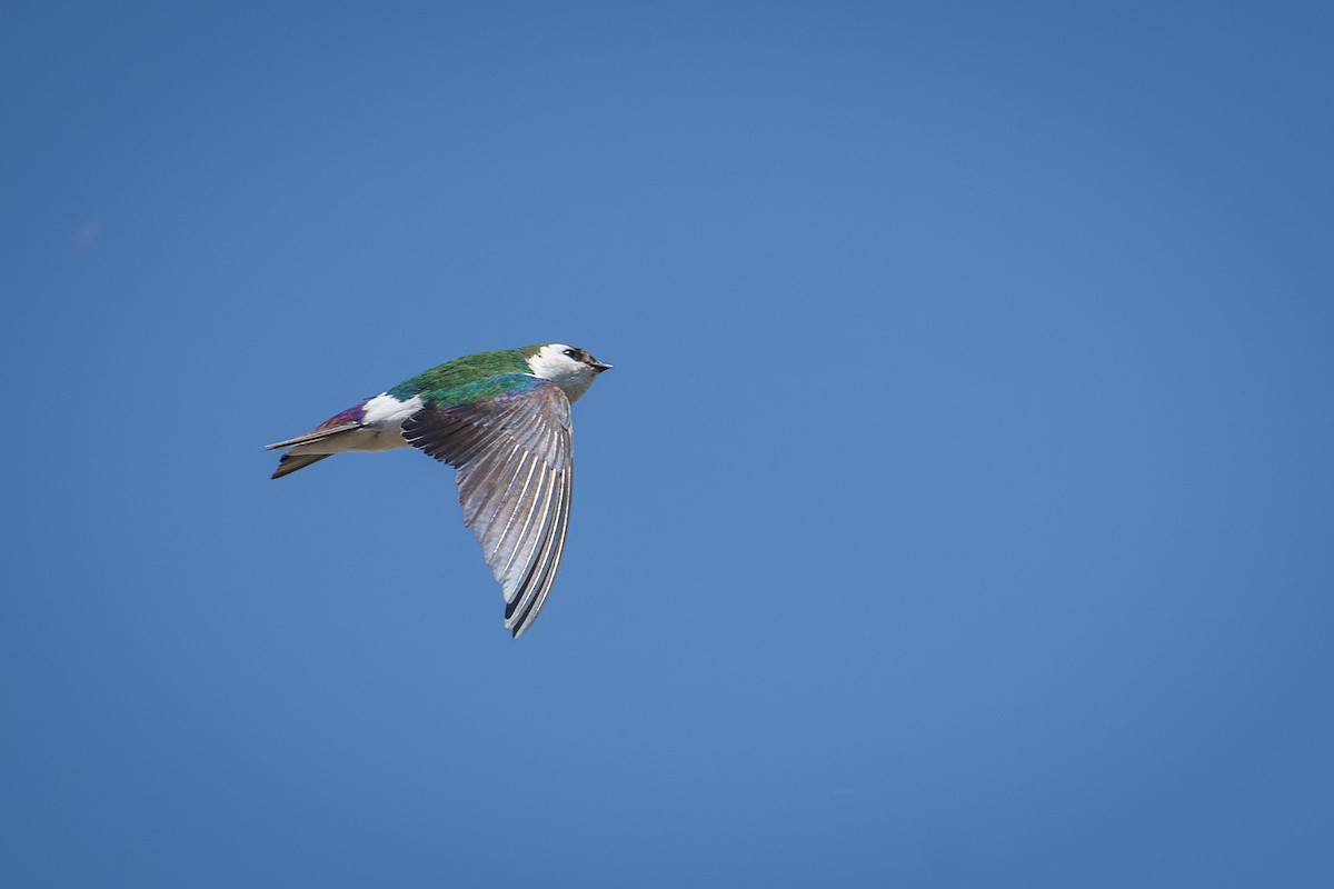 Violet-green Swallow - ML617107316