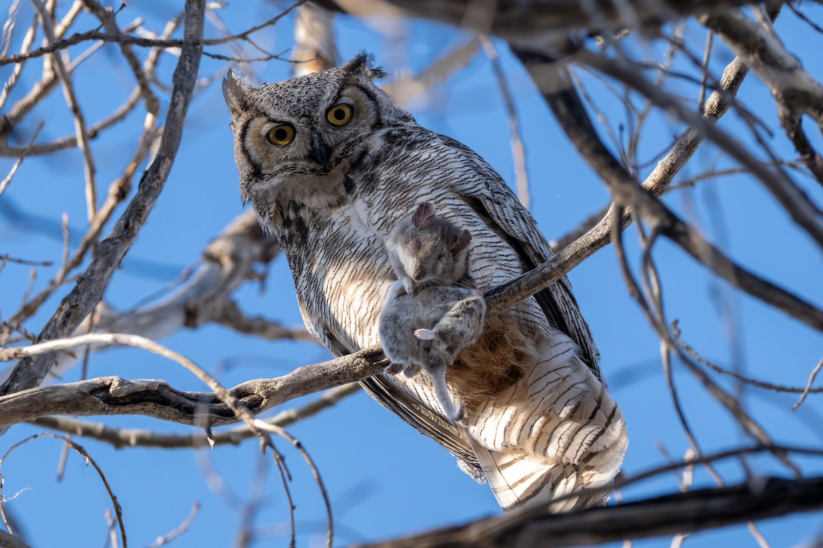 Great Horned Owl - ML617107436