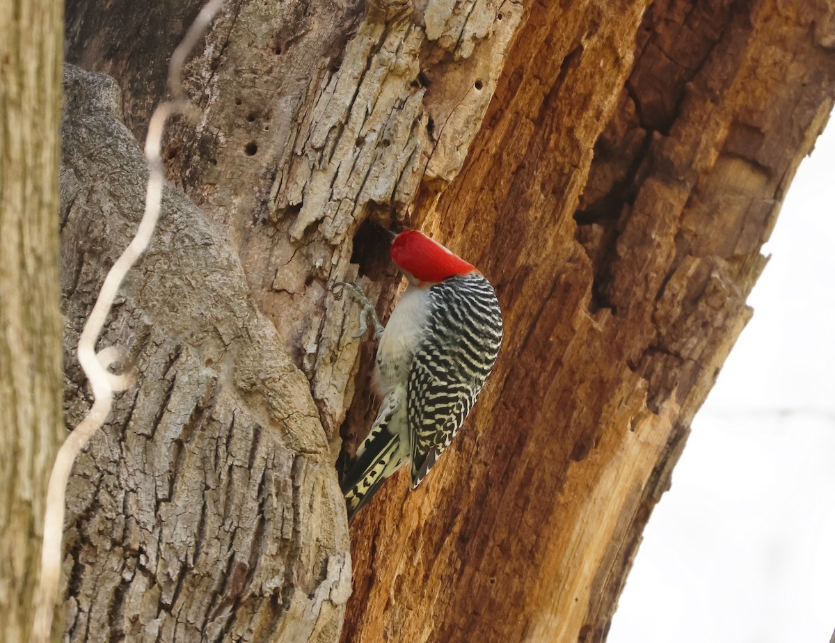 Red-bellied Woodpecker - ML617107525