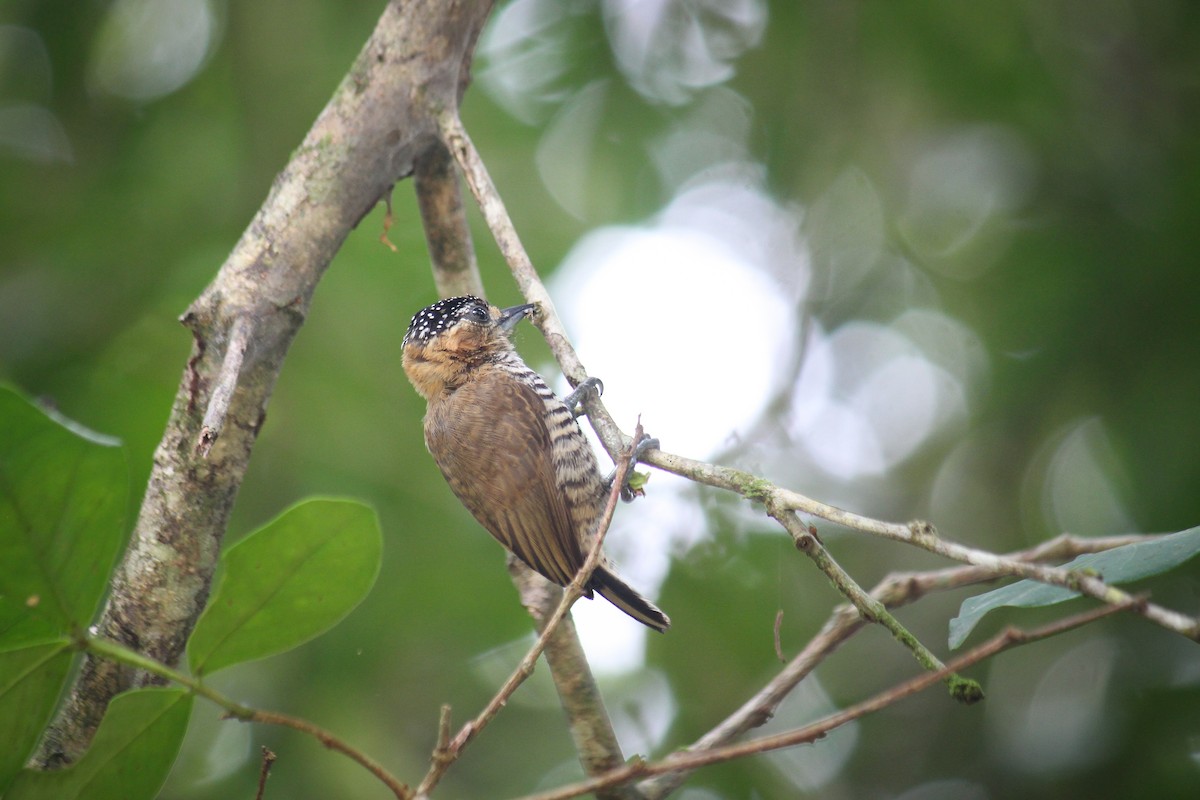 Ochre-collared Piculet - ML617107565