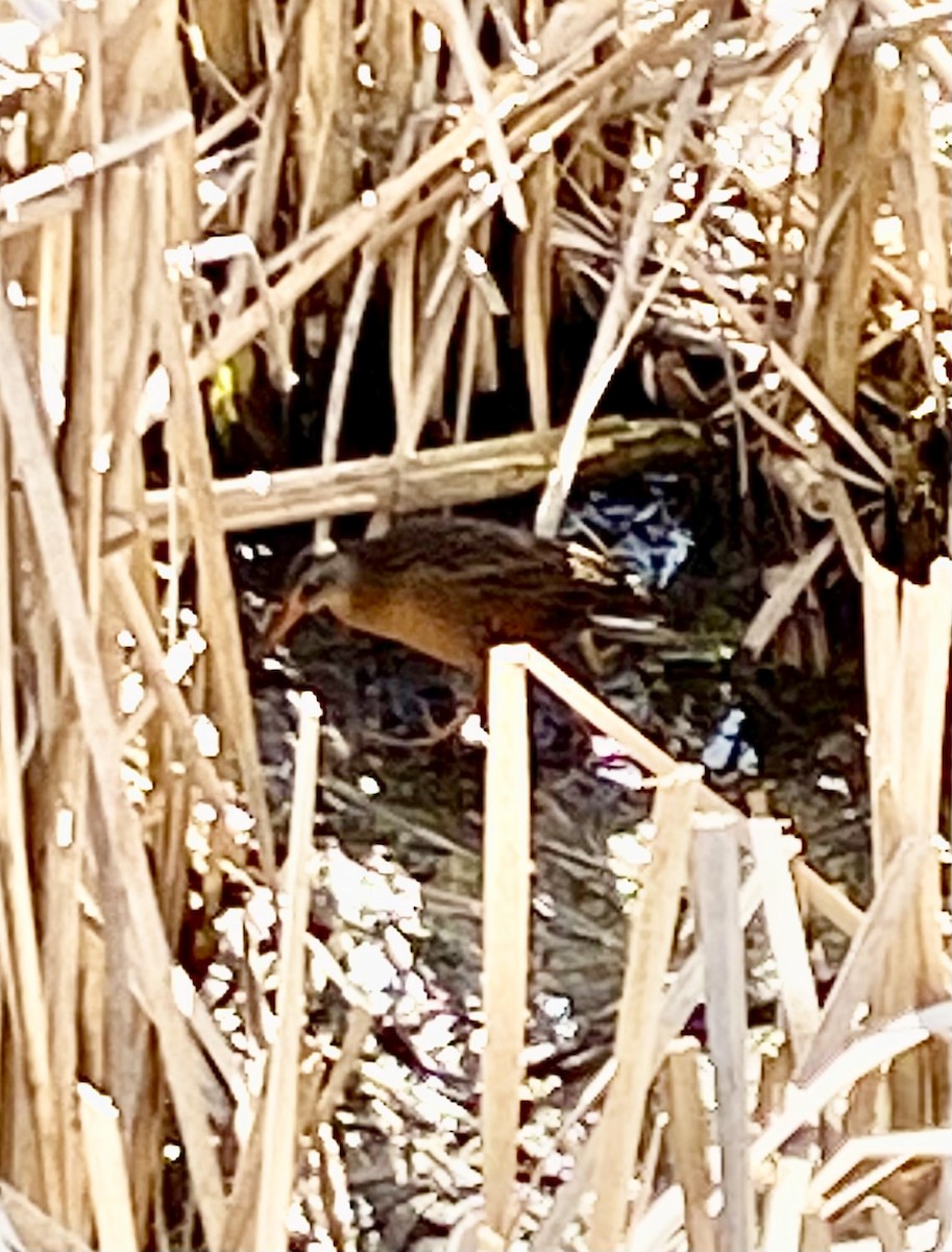 eBird Checklist 8 Apr 2024 Kensington Metroparkgeneral (Oakland