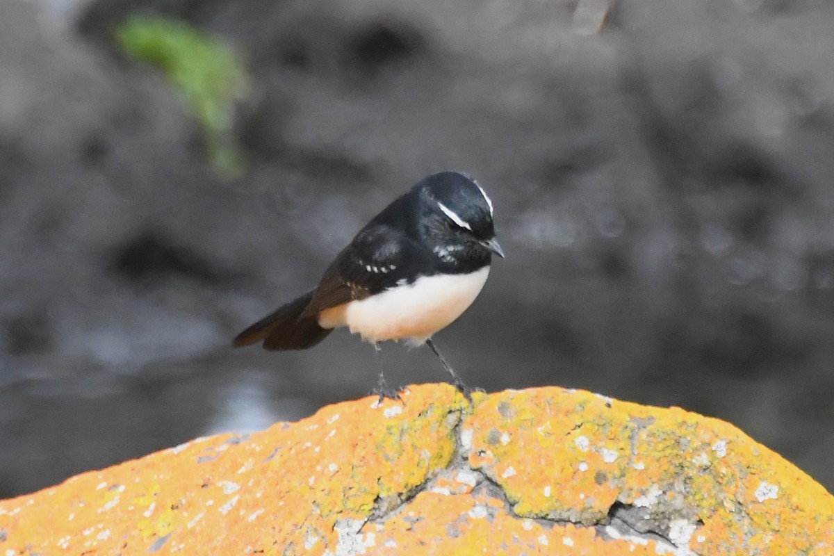 Willie-wagtail - ML617107734