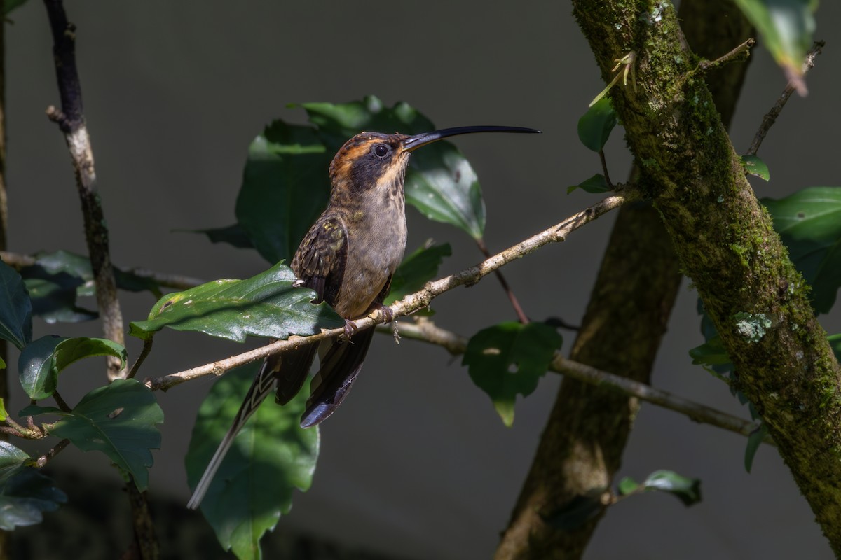 Scale-throated Hermit - ML617107800