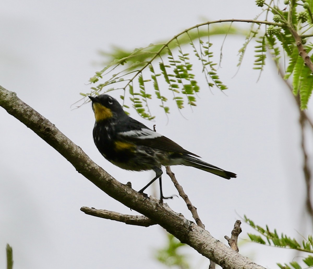 Yellow-rumped Warbler (Audubon's) - ML617107871