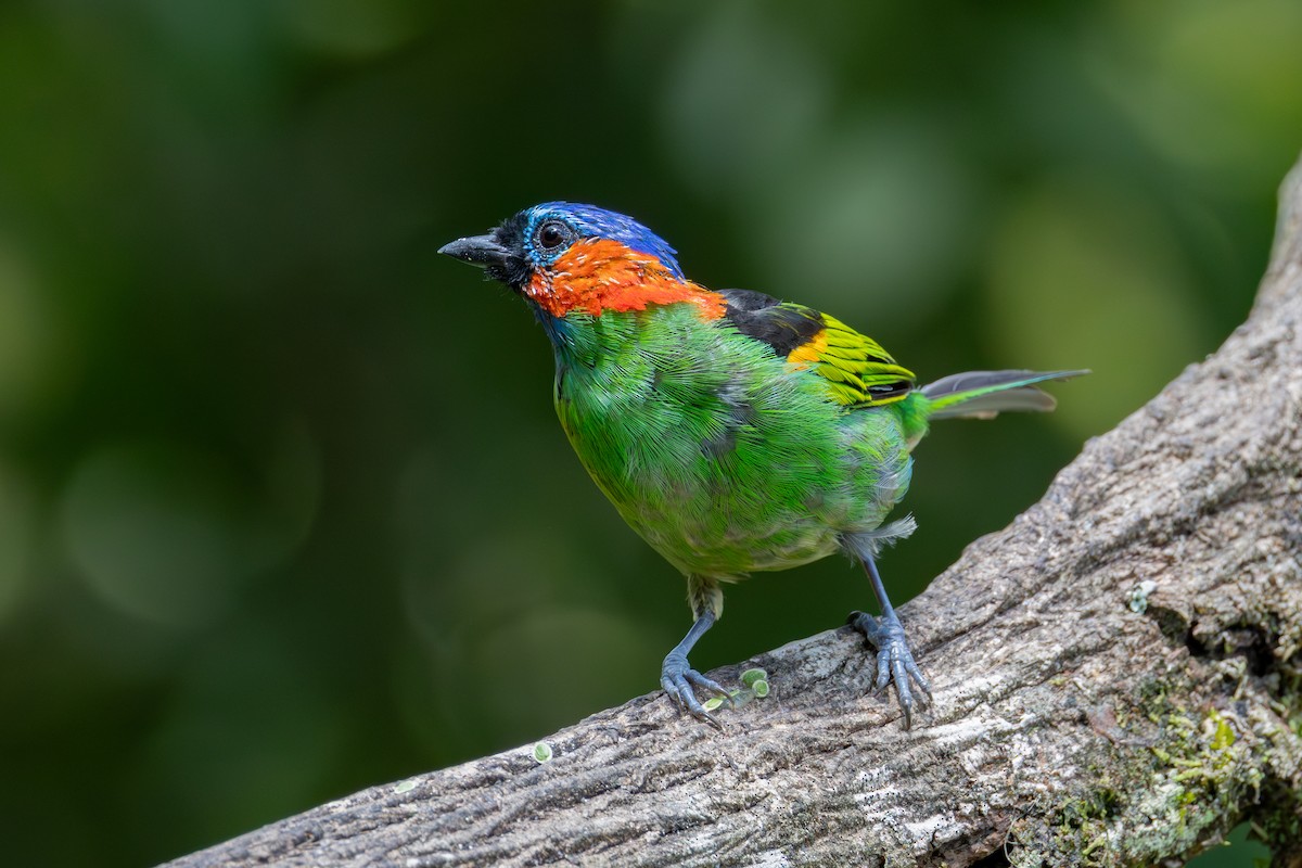 Red-necked Tanager - ML617108004