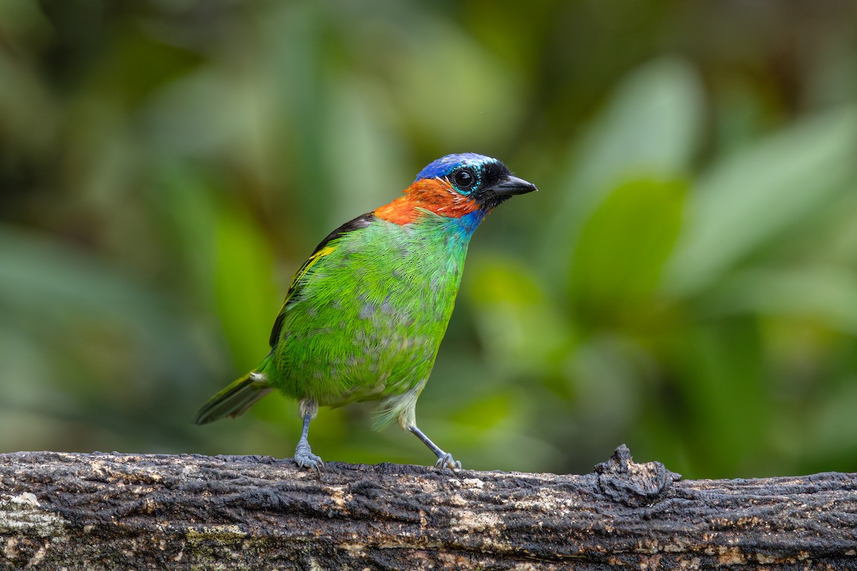 Red-necked Tanager - Gustavo Dallaqua