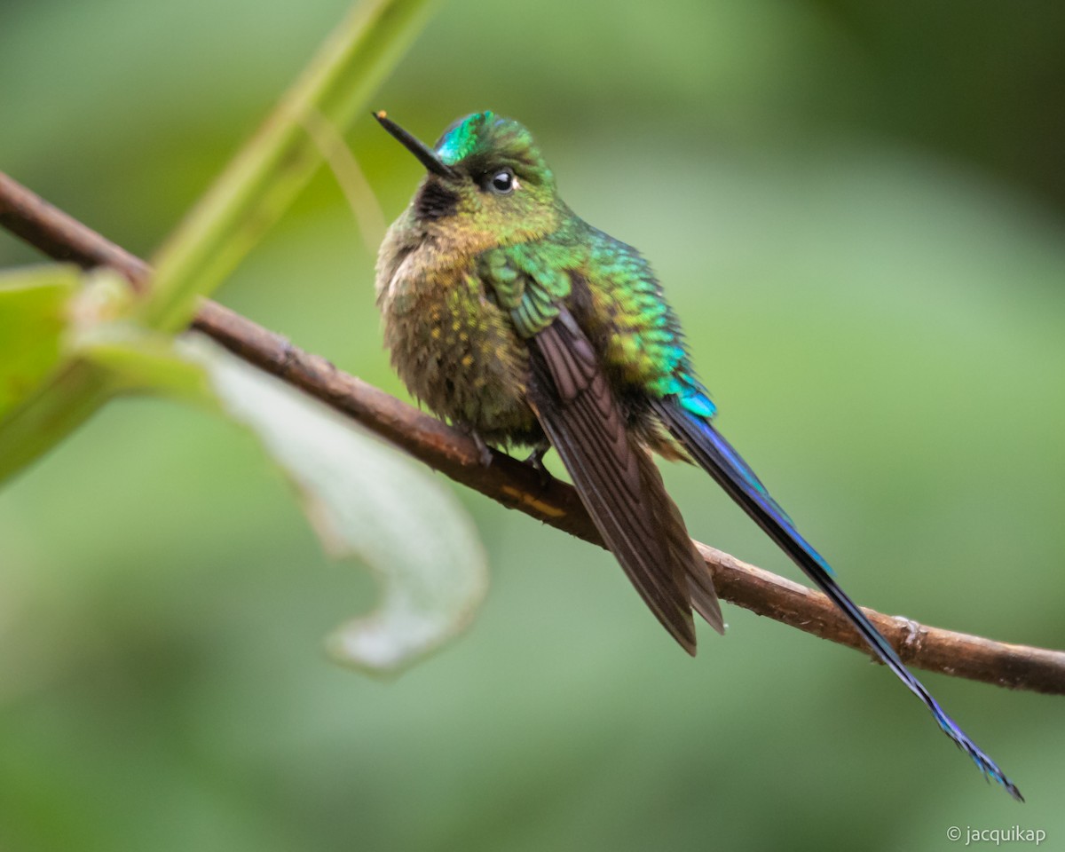 Violet-tailed Sylph - ML617108035