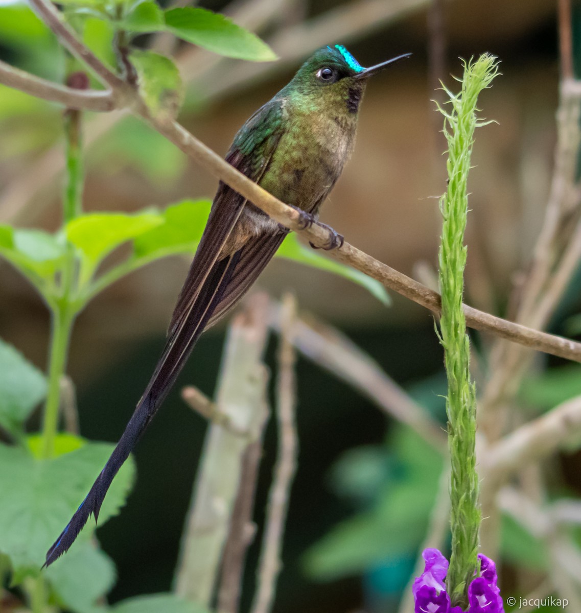 Violet-tailed Sylph - ML617108037