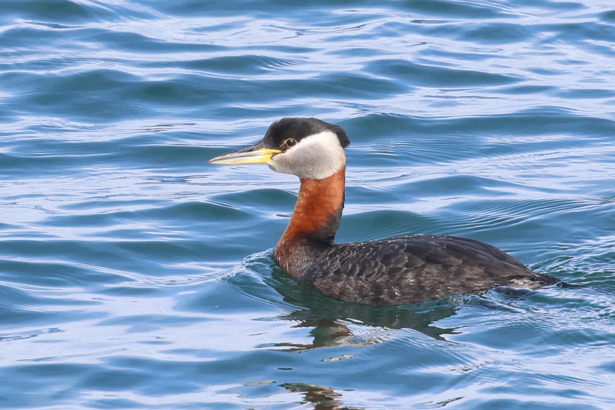 Red-necked Grebe - ML617108062