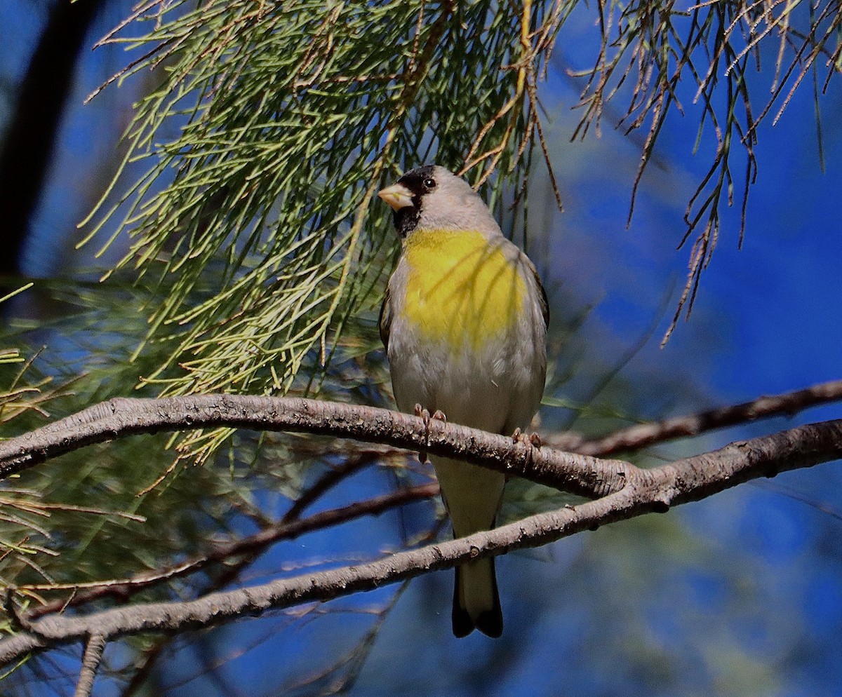 Lawrence's Goldfinch - ML617108066