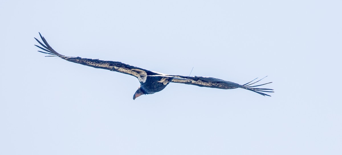 California Condor - ML617108169