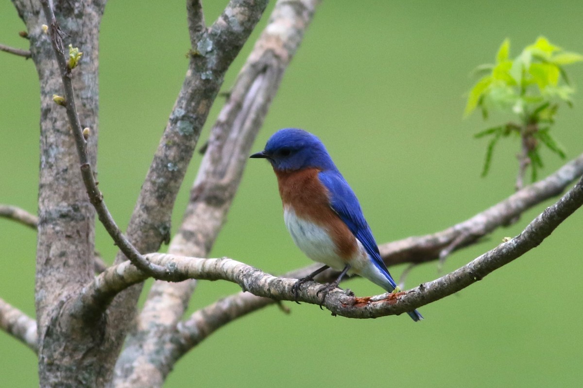 Eastern Bluebird - ML617108206