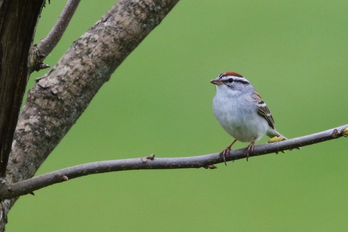 Chipping Sparrow - ML617108214