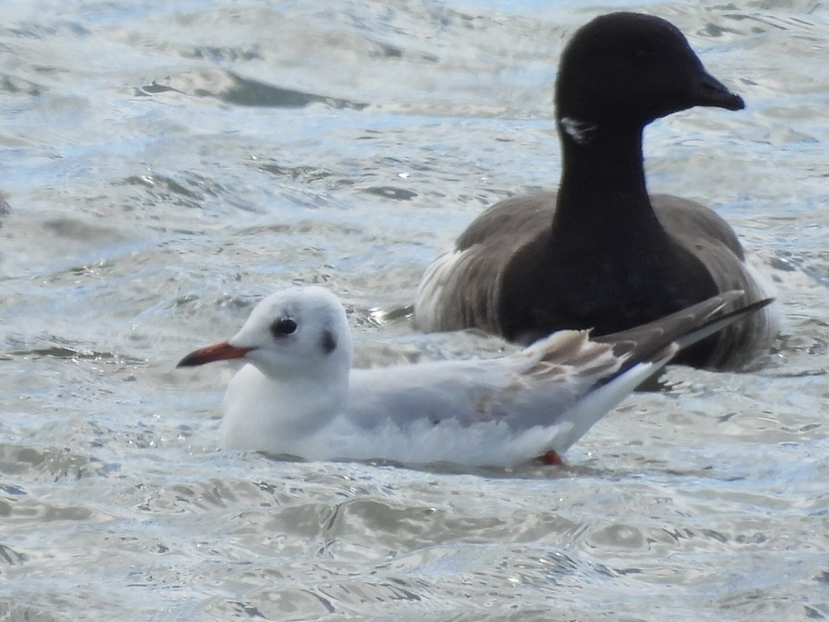 Black-headed Gull - Bruce Nott