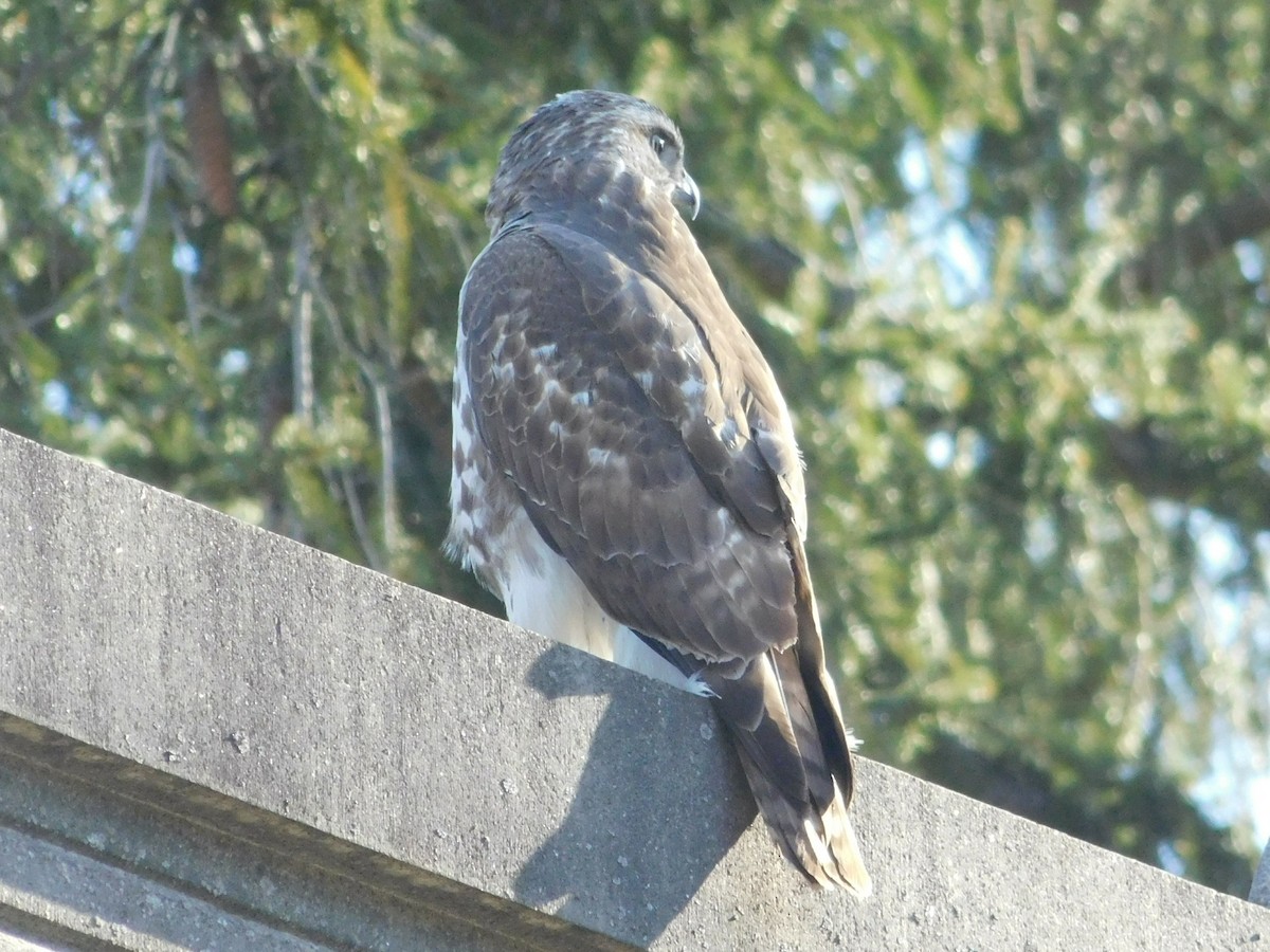 Red-tailed Hawk - ML617108353
