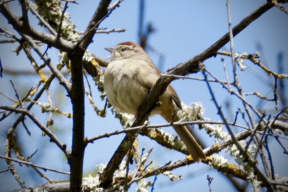 Rufous-crowned Sparrow - ML617108466