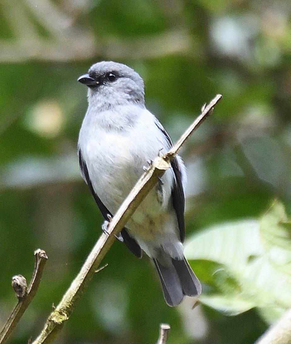 Plain-colored Tanager - ML617108531