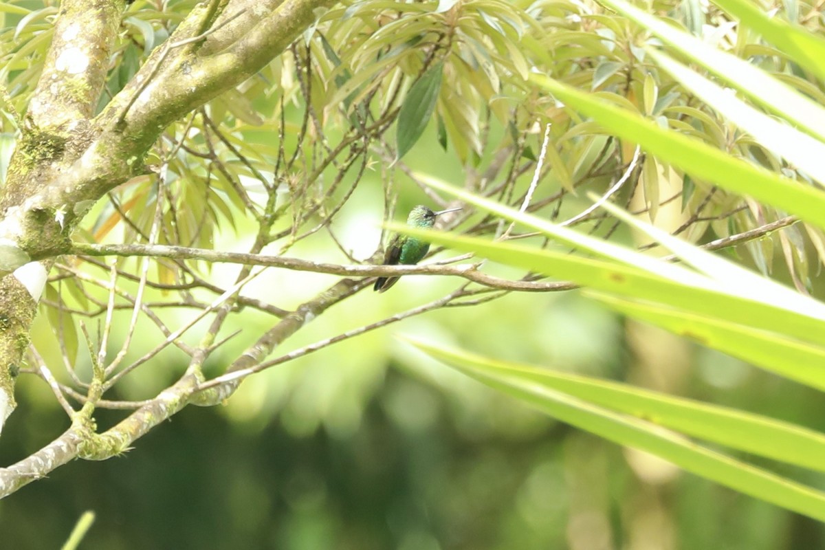 Blue-vented Hummingbird - Paul Bonfils