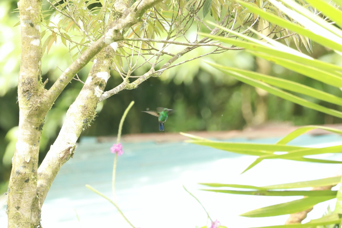 Blue-vented Hummingbird - ML617108552