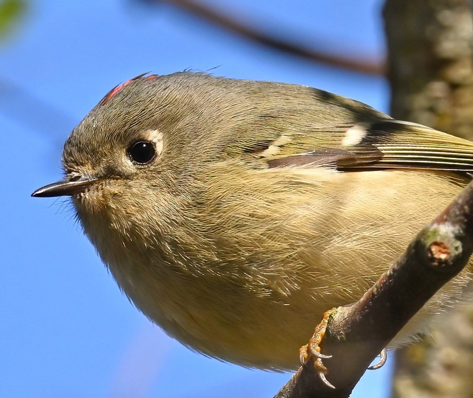 Ruby-crowned Kinglet - Brian Avent
