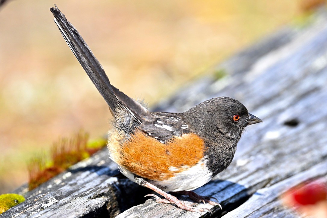 Spotted Towhee (oregonus Group) - Brian Avent