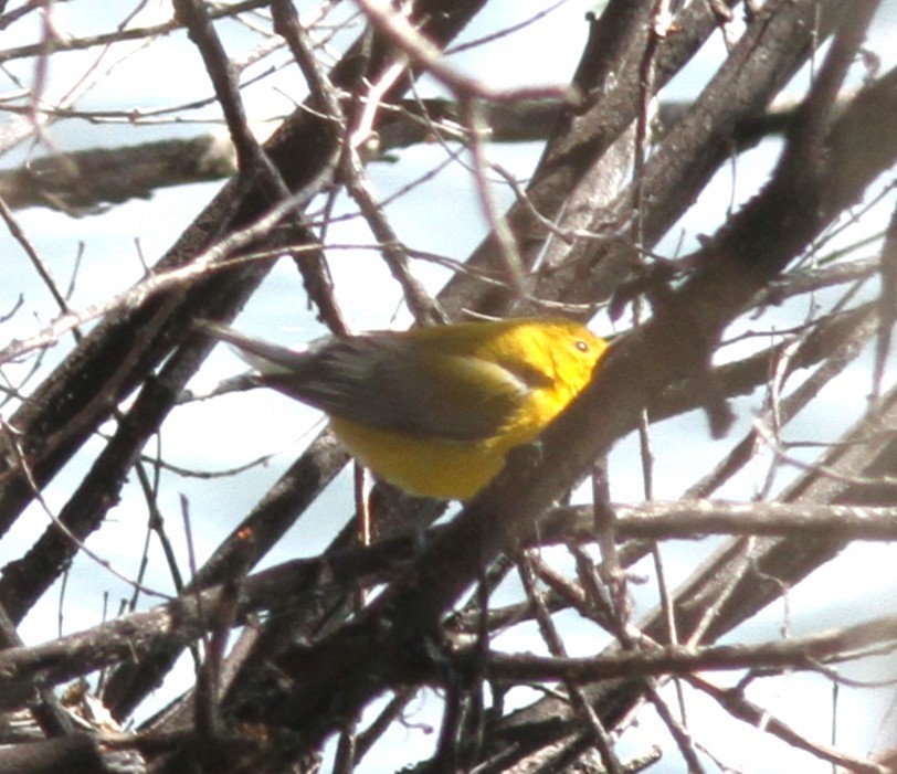 Prothonotary Warbler - ML617108646