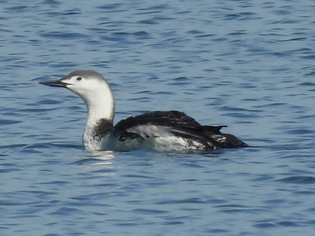 Red-throated Loon - ML617108648