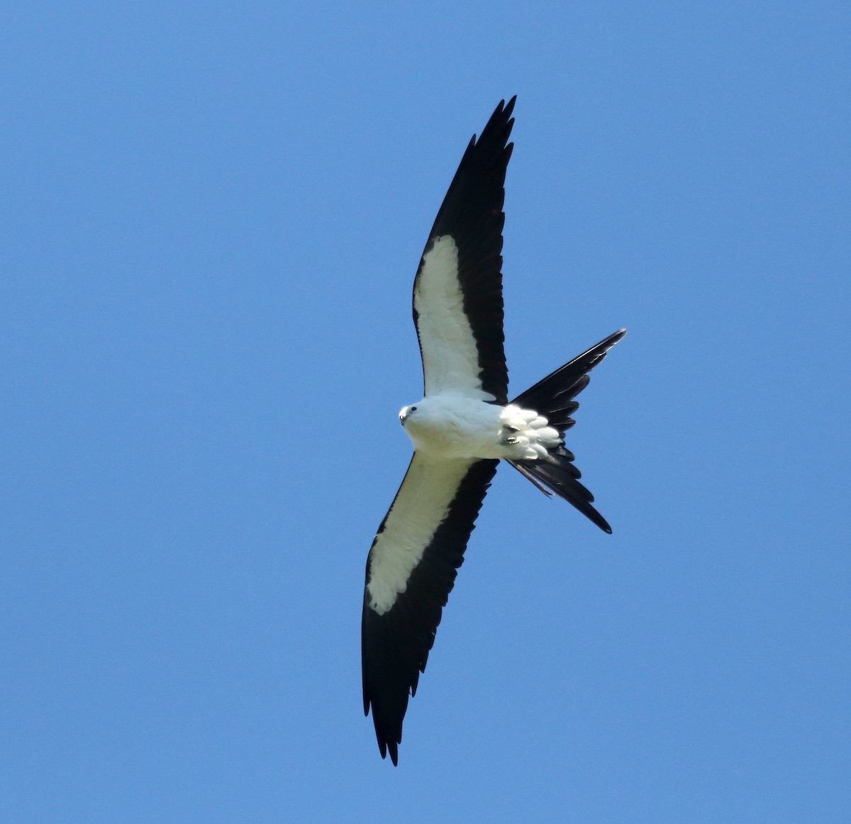 Swallow-tailed Kite - Paul Hueber