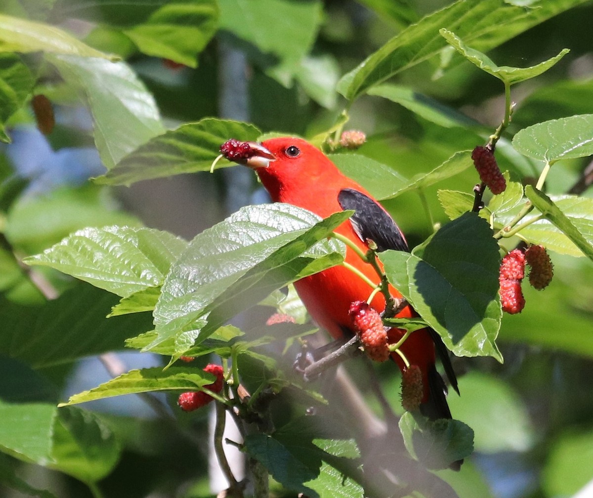 Scarlet Tanager - ML617108706
