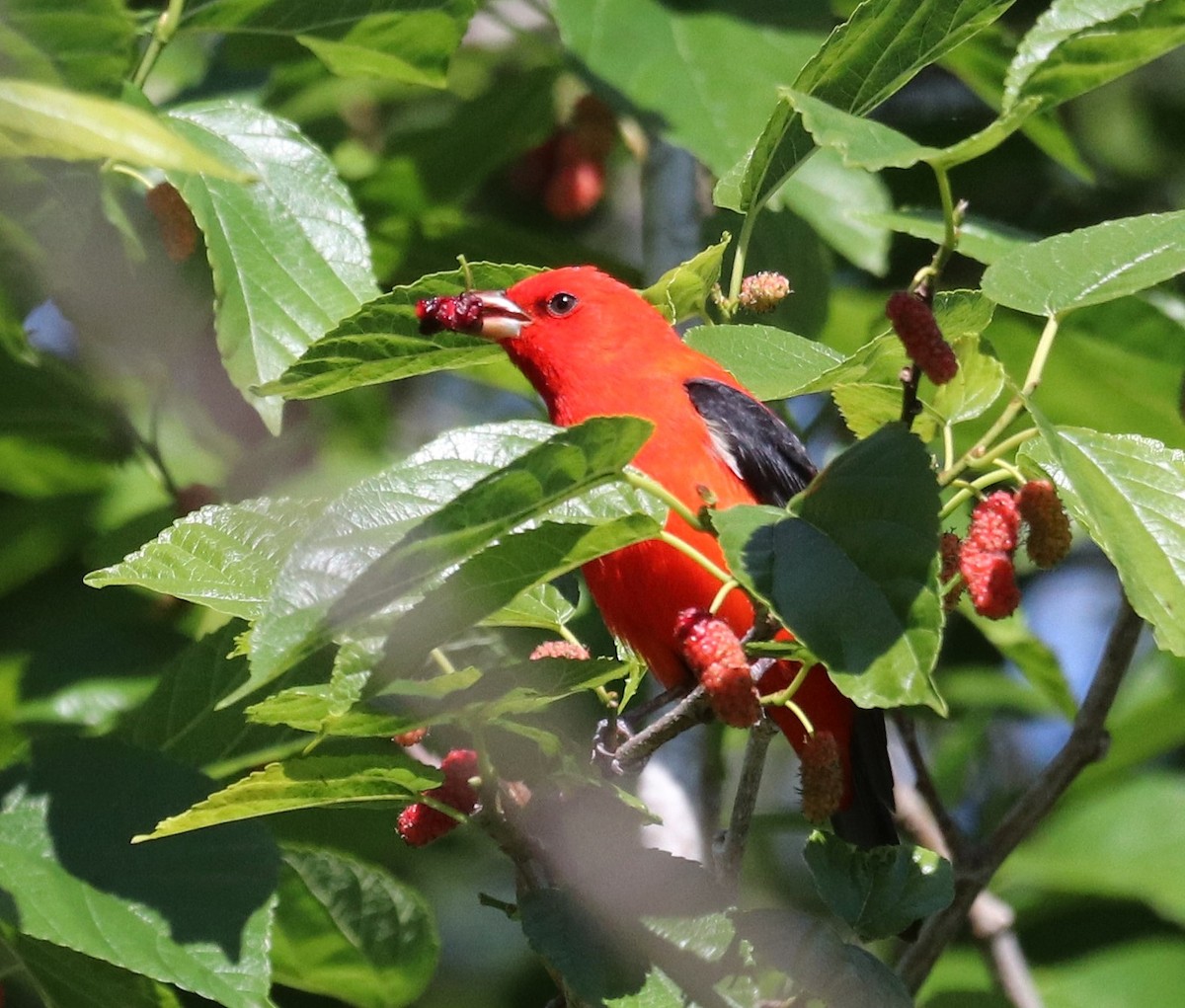 Scarlet Tanager - ML617108707
